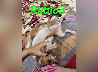 Rubio3 geb. 12/2024 (ESP) - freundlicher, kleiner Podenco-Rüde sucht sein Körbchen!