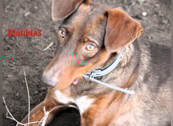 Matilda3 geb. 08/2024 (ESP) - liebenswerte, fröhliche und freundliche Podenca!