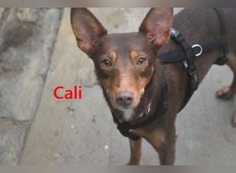 Cali geb. 05/2024 (ESP) - sehr süße, freundliche und menschenbezogene Podenco Orito Hündin!