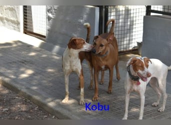 Kobu geb. 08/2023 (ESP) - menschenbezogener, wundervoller Podenco!