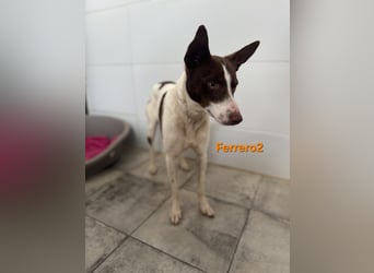 Ferrero geb. 05/2024 (ESP) - ausgeglichener, aufmerksamer Podenco!