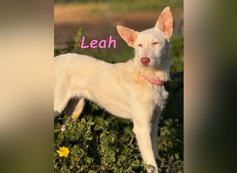 Leah geb. 07/2025 (ESP) - unkompliziert und wahnsinnig süß!