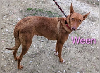 Ween geb. 10/2023 (ESP) - bildhübsche, verschmuste und fröhliche Podenca!