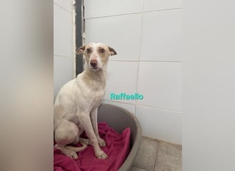 Raffaello geb. 02/2024 (ESP) - feiner, sensibler Podenco sucht sein Körbchen!
