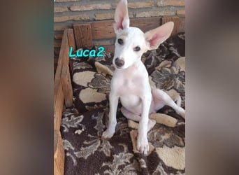 Luca2 geb. 01/2026 (ESP) - wunderschöner Podencojunge will ankommen!
