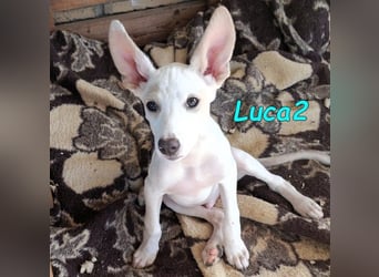 Luca2 geb. 01/2026 (ESP) - wunderschöner Podencojunge sucht dringend einen Platz!
