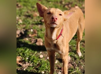 Alma7 geb. 06/2024 (ESP) - sanfte und sehr liebe Podenca!