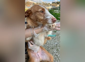 Ulises2 geb. 05/2025 (ESP) - fröhlicher und menschenbezogener Podenco Welpe sucht eine Familie!