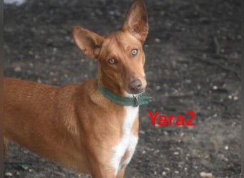 Yara2 geb. 05/2025 (ESP) - verspielte, wunderschöne Podenca sucht ihr Zuhause!