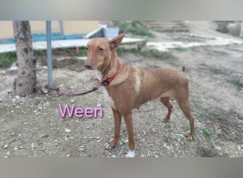 Ween geb. 10/2023 (ESP) - bildhübsche, verschmuste und fröhliche Podenca!