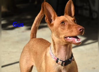 Gus geb. 01/2025 (ESP) - verspielter, fröhlicher und verschmuster, junger Podenco!