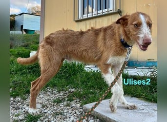 Ulises2 geb. 05/2025 (ESP) - fröhlicher und menschenbezogener Podenco Welpe sucht eine Familie!