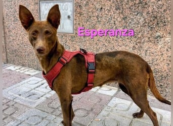 Esperanza geb. 10/2023 (ESP) - menschenbezogene und liebevolle kleine Podenca wartet auf Dich!