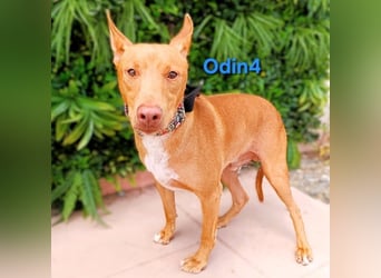 Odin4 geb. 01/2024 (ESP) - liebenswerter, edler und sanfter Podenco!