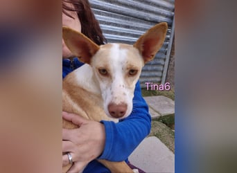 Tina6 geb. 09/2023 (ESP) - aktive, fröhliche, edle und sehr liebe Podenca sucht ein Zuhause!