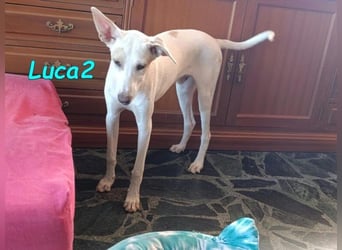 Luca2 geb. 01/2026 (ESP) - wunderschöner Podencojunge sucht dringend einen Platz!