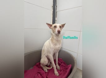 Raffaello geb. 02/2024 (ESP) - feiner, sensibler Podenco sucht sein Körbchen!