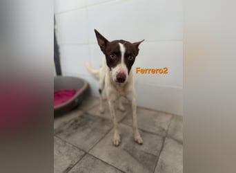 Ferrero geb. 05/2024 (ESP) - ausgeglichener, aufmerksamer Podenco!