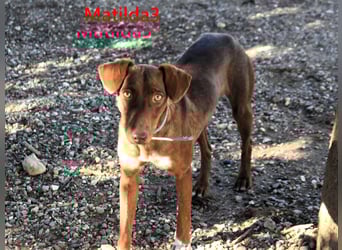 Matilda3 geb. 08/2024 (ESP) - liebenswerte, fröhliche und freundliche Podenca!