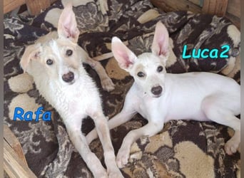 Luca2 geb. 01/2026 (ESP) - wunderschöner Podencojunge will ankommen!