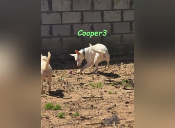 Cooper3 geb. 03/2022 (ESP) - lieber, aktiver und anhänglicher Podenco-Bub sucht ein Zuhause!