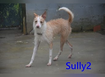 Sully2 geb. 02/2025 (ESP) - süßer Podenco-Rüde sucht dringend ein ruhiges + liebevolles Zuhause!