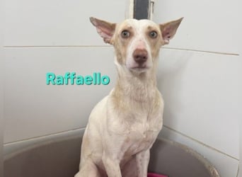 Raffaello geb. 02/2024 (ESP) - feiner, sensibler Podenco sucht sein Körbchen!