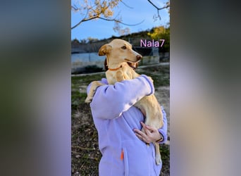 Nala7 geb. 11/2024 (ESP) - fröhliche und verschmuste Podenco Maus sucht ihre eigene Familie!