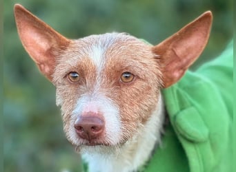 Rubio3 geb. 12/2024 (ESP) - freundlicher, kleiner Podenco-Rüde sucht sein Körbchen!