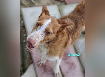 Ulises2 geb. 05/2025 (ESP) - fröhlicher und menschenbezogener Podenco Welpe sucht eine Familie!