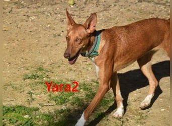 Yara2 geb. 05/2025 (ESP) - verspielte, wunderschöne Podenca sucht ihr Zuhause!