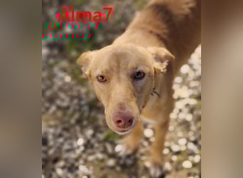 Alma7 geb. 06/2024 (ESP) - sanfte und sehr liebe Podenca!