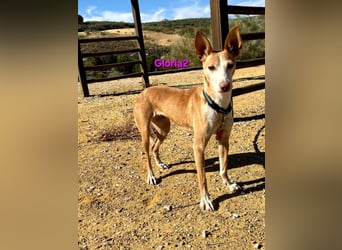 Gloria2 geb. 05/2023 (ESP) - liebe und intelligente Podenca wünscht sich ein liebevolles Zuhause!