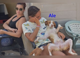 Ale geb. 04/2021 (ESP) Freundlicher und Verschmuster Rüde sucht sein Glück