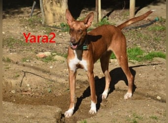 Yara2 geb. 05/2025 (ESP) - verspielte, wunderschöne Podenca sucht ihr Zuhause!