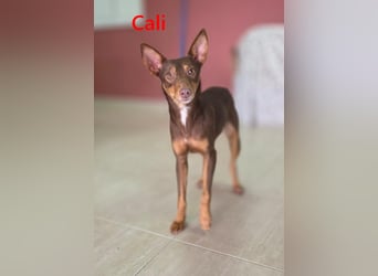 Cali geb. 05/2024 (ESP) - sehr süße, freundliche und menschenbezogene Podenco Orito Hündin!