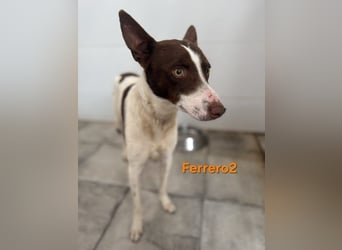 Ferrero geb. 05/2024 (ESP) - ausgeglichener, aufmerksamer Podenco!