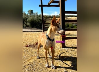 Gloria2 geb. 05/2023 (ESP) - liebe und intelligente Podenca wünscht sich ein liebevolles Zuhause!