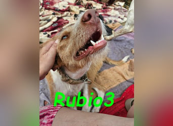 Rubio3 geb. 12/2024 (ESP) - freundlicher, kleiner Podenco-Rüde sucht sein Körbchen!