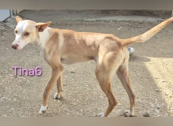 Tina6 geb. 09/2023 (ESP) - aktive, fröhliche, edle und sehr liebe Podenca sucht ein Zuhause!