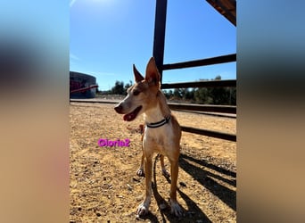 Gloria2 geb. 05/2023 (ESP) - liebe und intelligente Podenca wünscht sich ein liebevolles Zuhause!