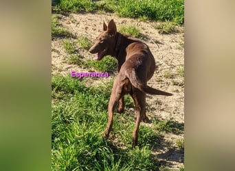 Esperanza geb. 10/2023 (ESP) - menschenbezogene und liebevolle kleine Podenca wartet auf Dich!