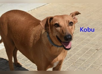 Kobu geb. 08/2023 (ESP) - menschenbezogener, wundervoller Podenco!