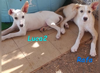 Luca2 geb. 01/2026 (ESP) - wunderschöner Podencojunge sucht dringend einen Platz!