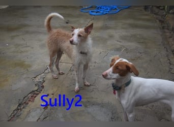 Sully2 geb. 02/2025 (ESP) - süßer Podenco-Rüde sucht dringend ein ruhiges + liebevolles Zuhause!