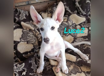 Luca2 geb. 01/2026 (ESP) - wunderschöner Podencojunge sucht dringend einen Platz!