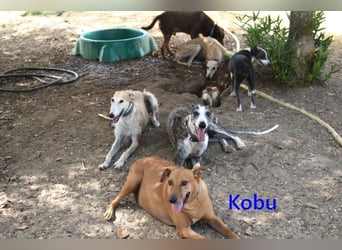 Kobu geb. 08/2023 (ESP) - menschenbezogener, wundervoller Podenco!