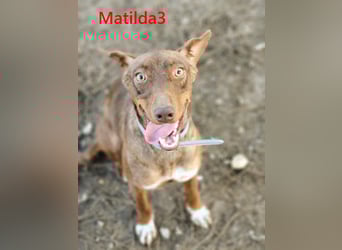 Matilda3 geb. 08/2024 (ESP) - liebenswerte, fröhliche und freundliche Podenca!