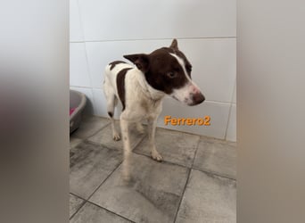 Ferrero geb. 05/2024 (ESP) - ausgeglichener, aufmerksamer Podenco!