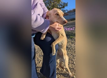 Nala7 geb. 11/2024 (ESP) - fröhliche und verschmuste Podenco Maus sucht ihre eigene Familie!